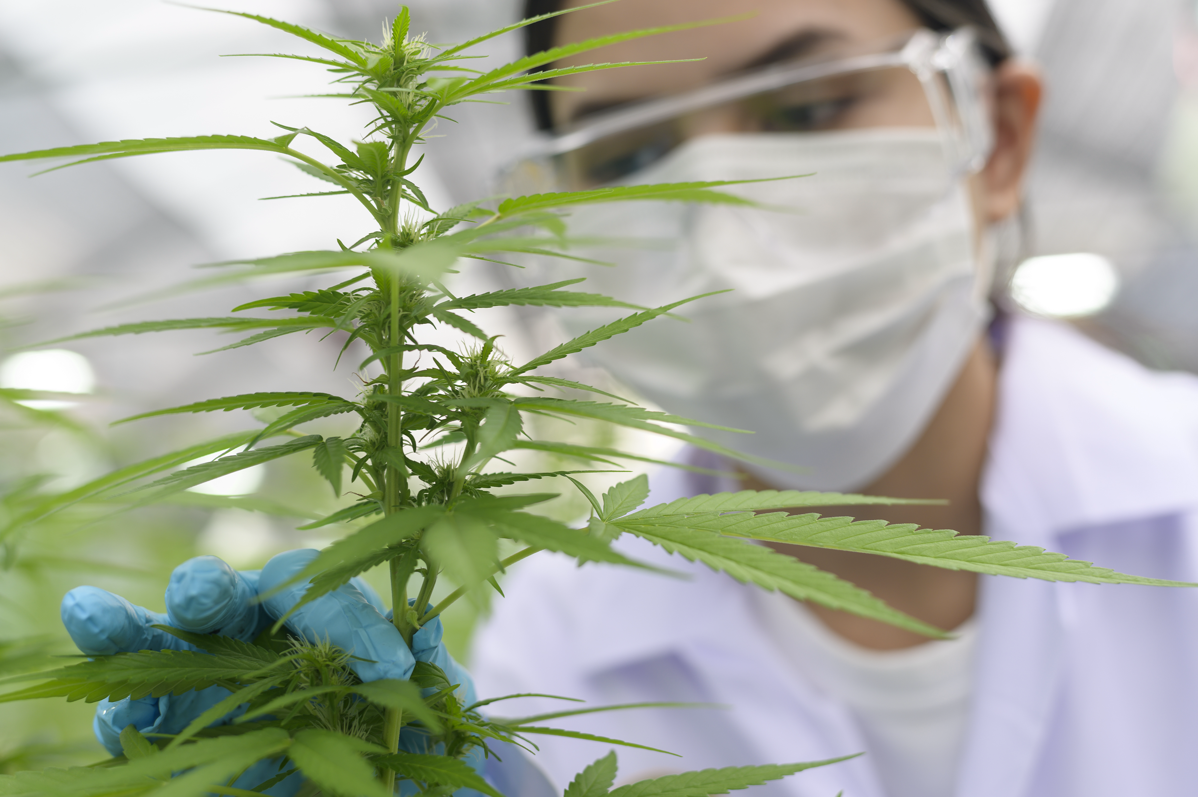 Cannabis Flower lab 1