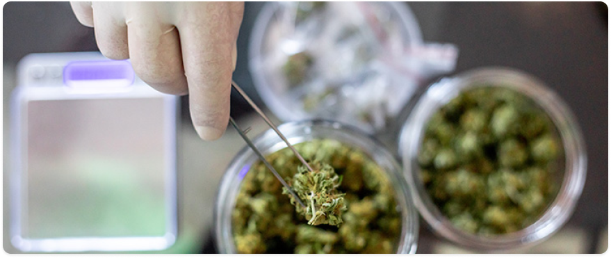 cannabis-training-hero_1