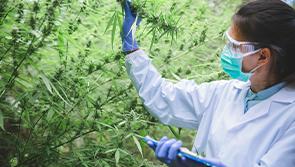 Cannabis Training Home