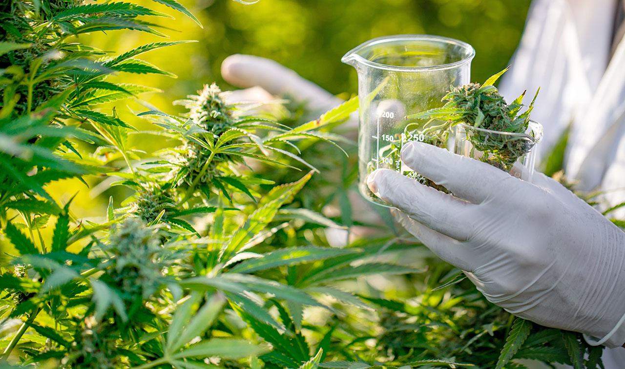 cannabisphotoupdateND25