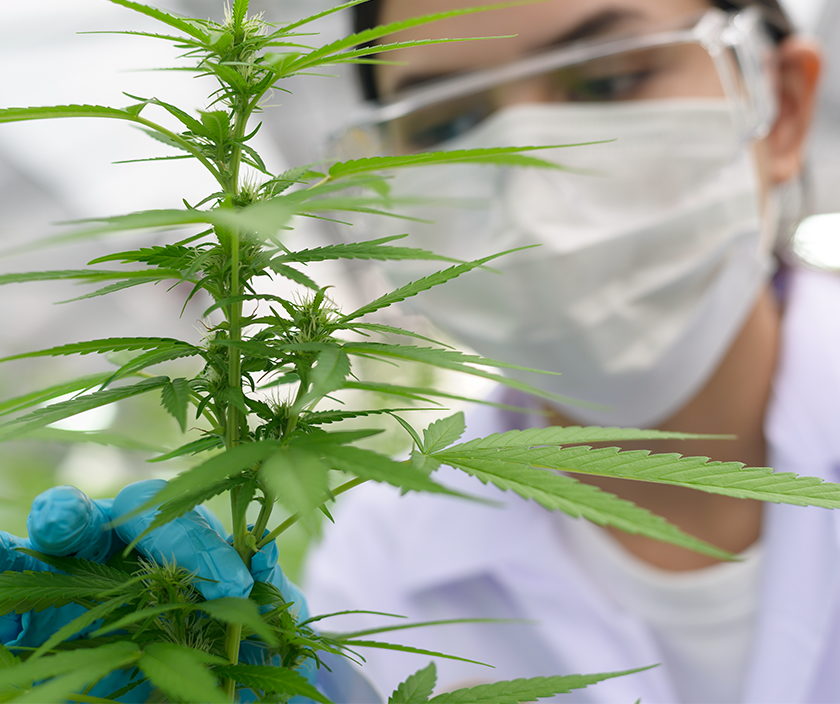 ASTM Cannabis Certification